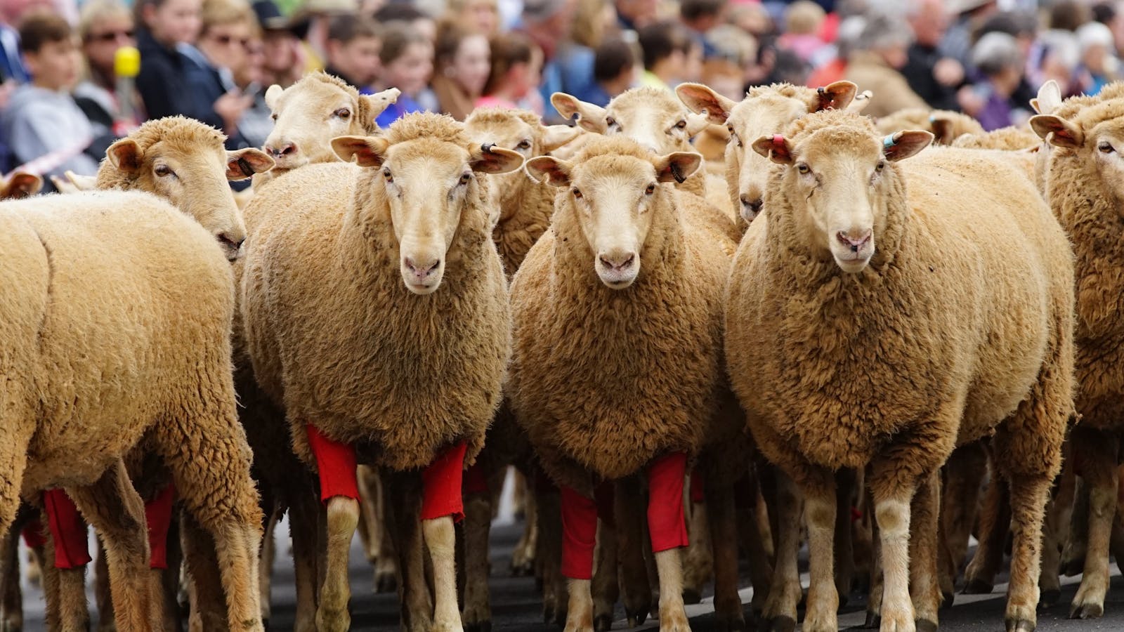 Image for Rosto Merriwa Festival of the Fleeces