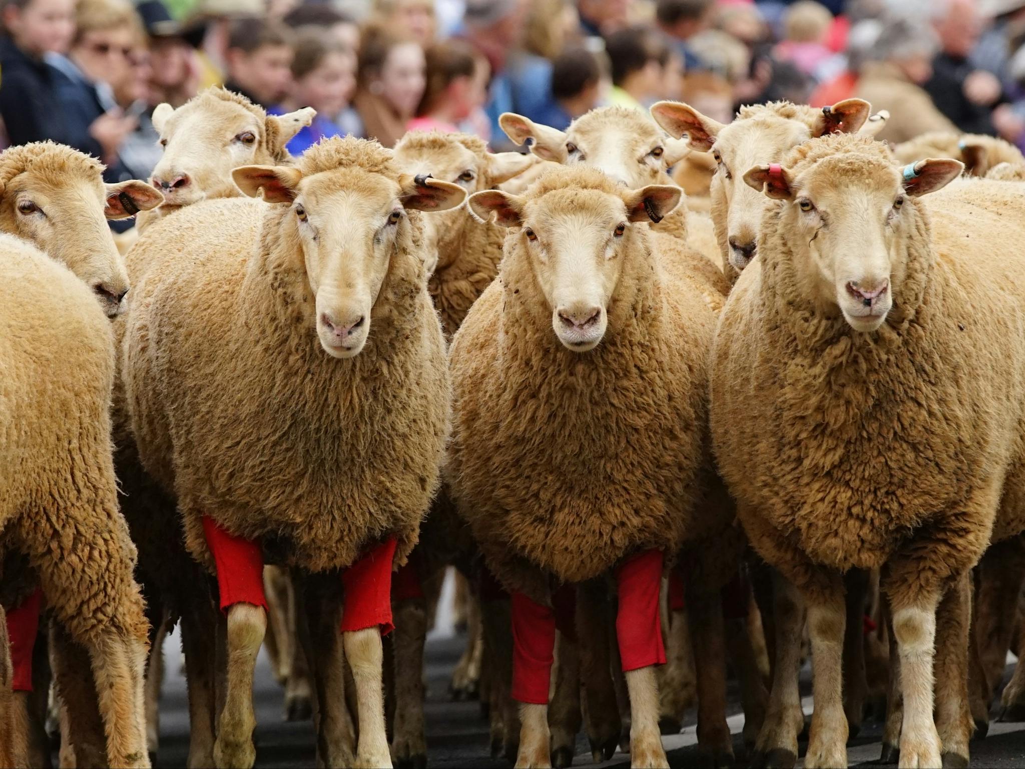 Rosto Merriwa Festival of the Fleeces