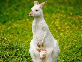 Bordertown Wildlife Park
