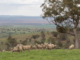 Mt Brown Bush Camping is also a sheep grazing property - you might see some wooly visitors!
