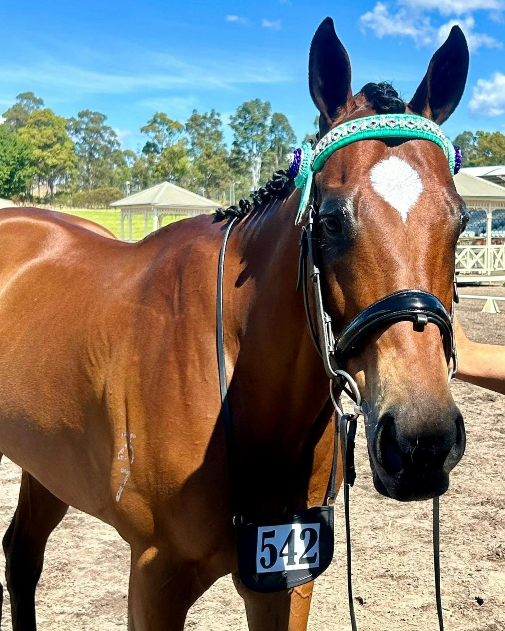 Ballina Boxing Day Races