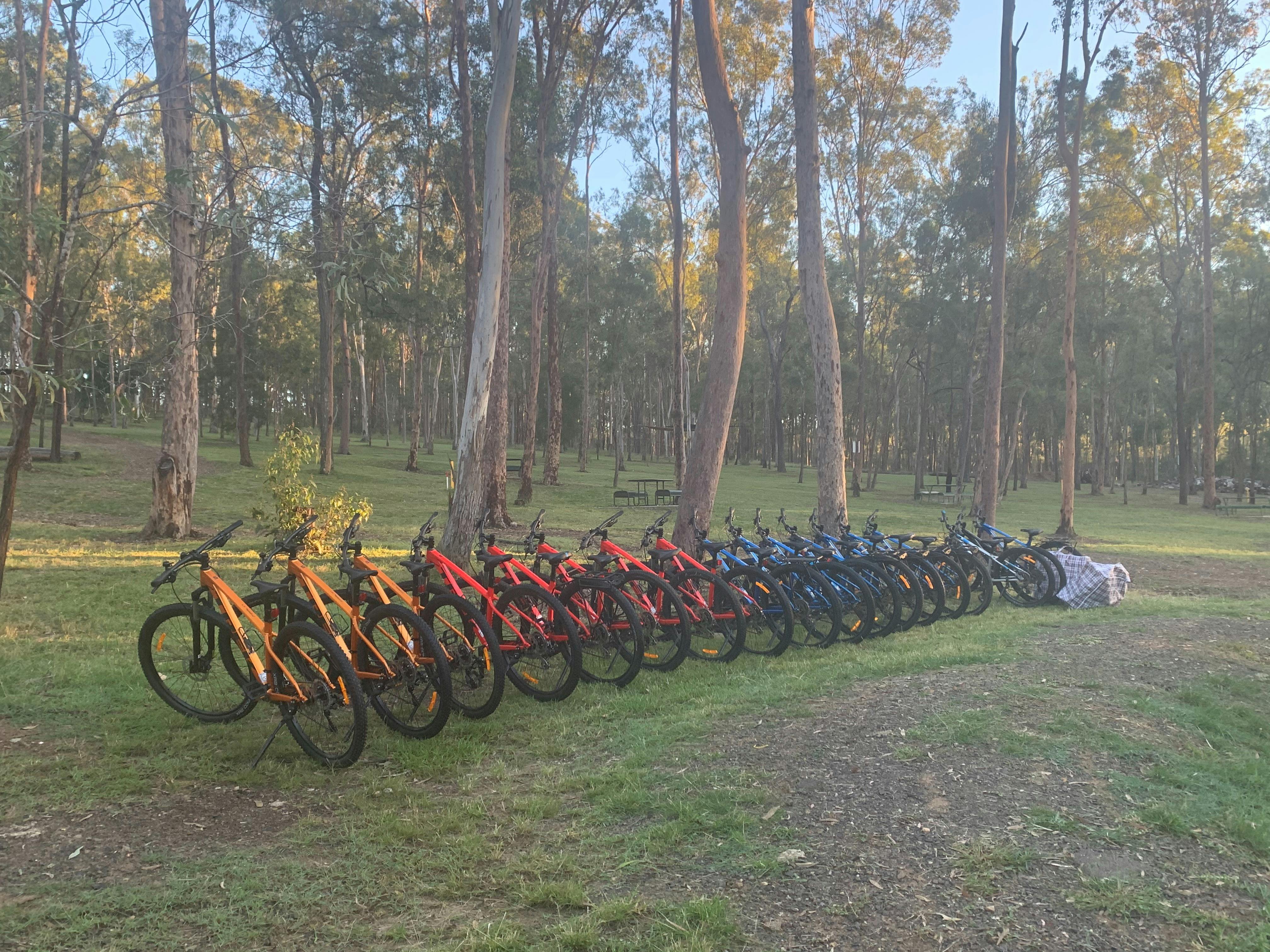 a row of hardtail mountain bikes standing on a grassy paddock, trees in the background