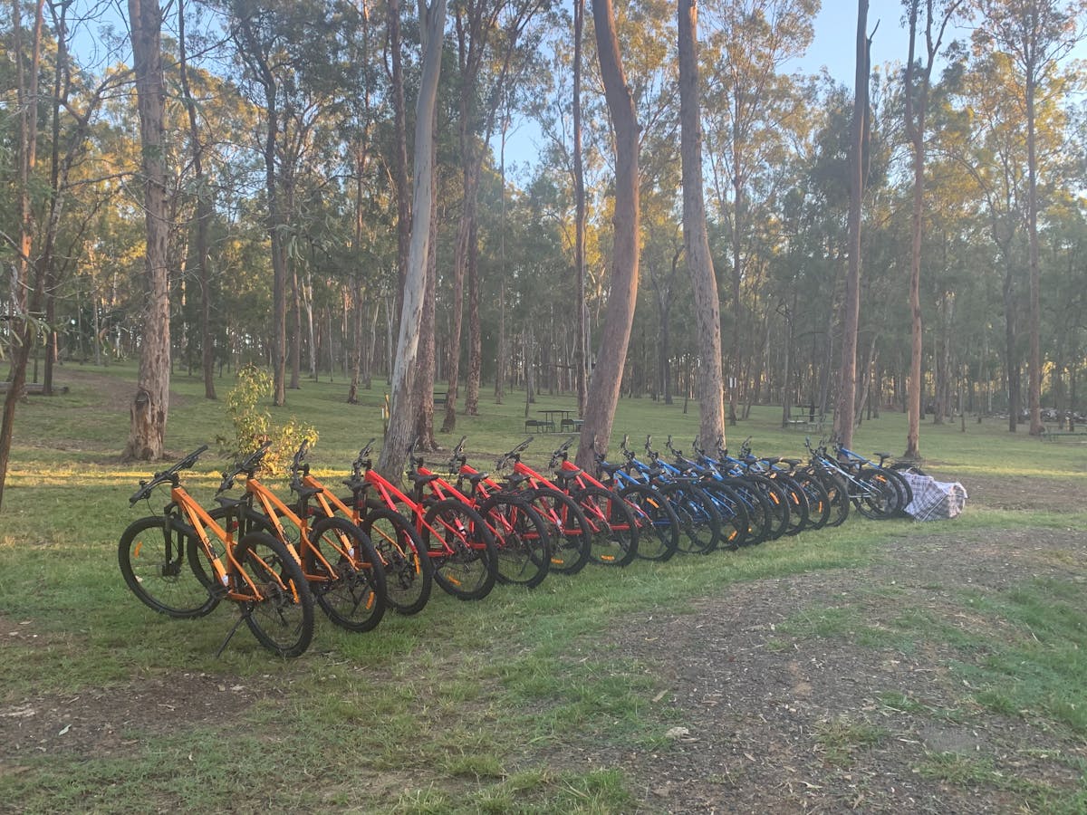 a row of hardtail mountain bikes standing on a grassy paddock, trees in the background