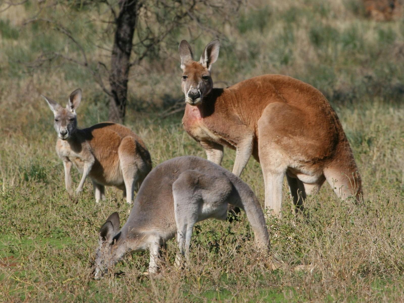 Kangaroos