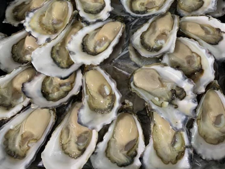 oysters