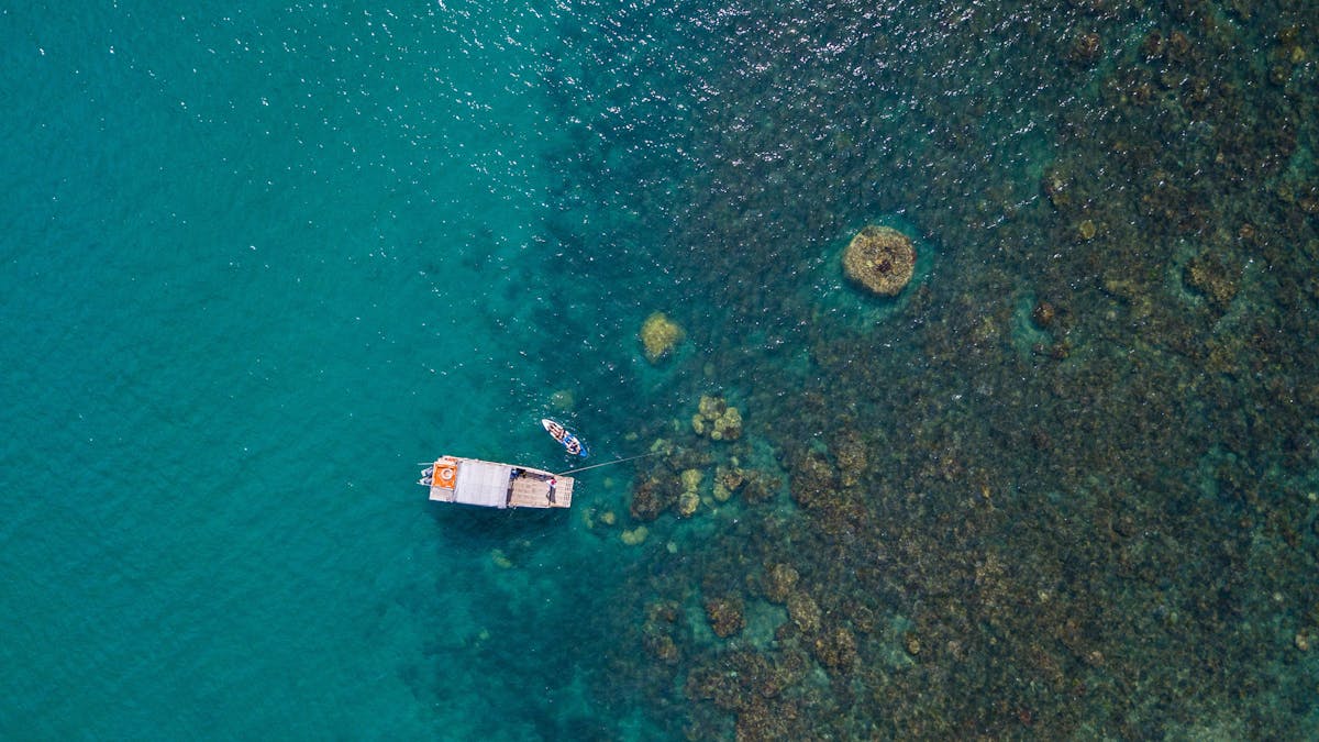 Corals around Camp Island