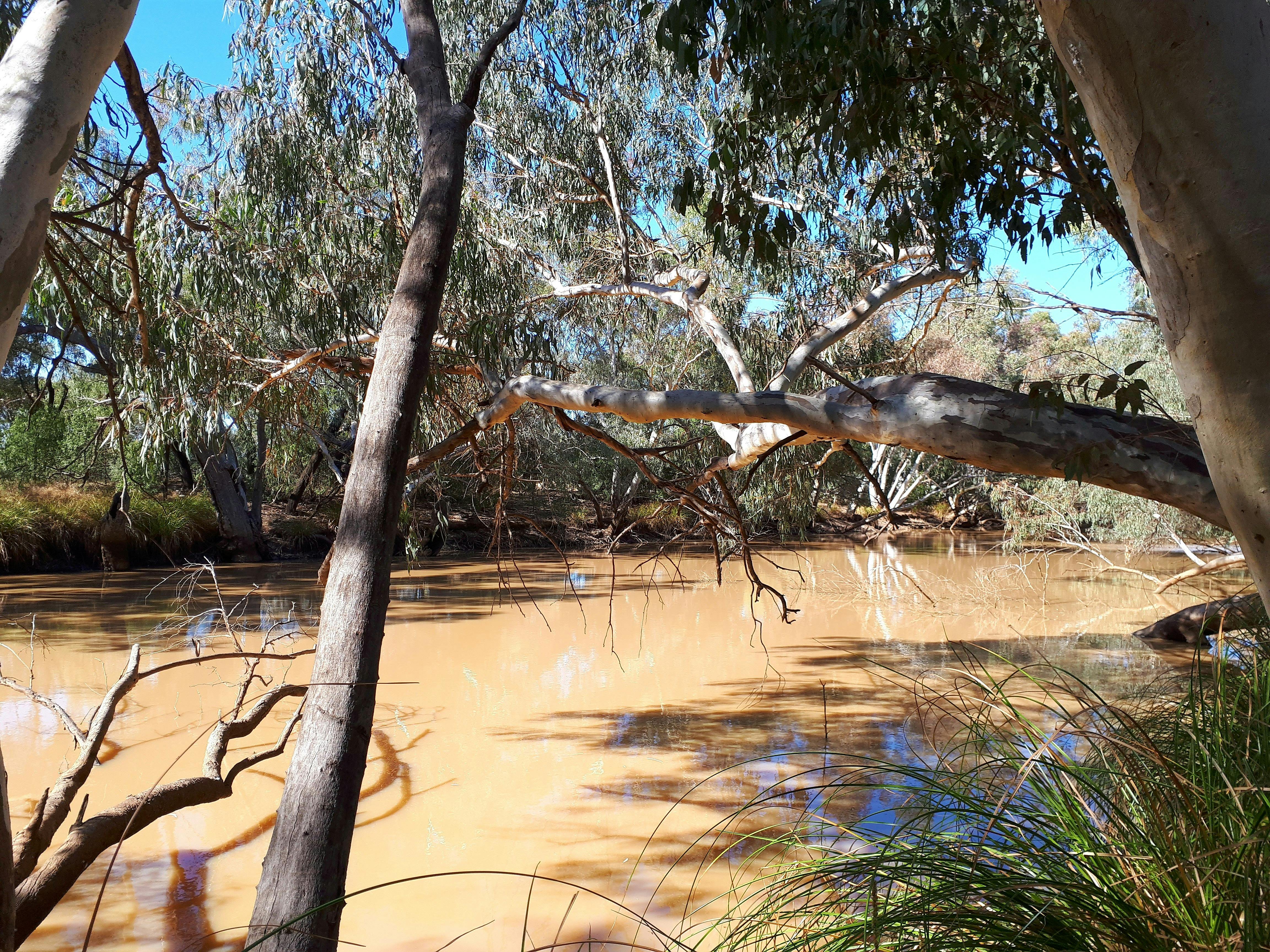 Wallam Creek