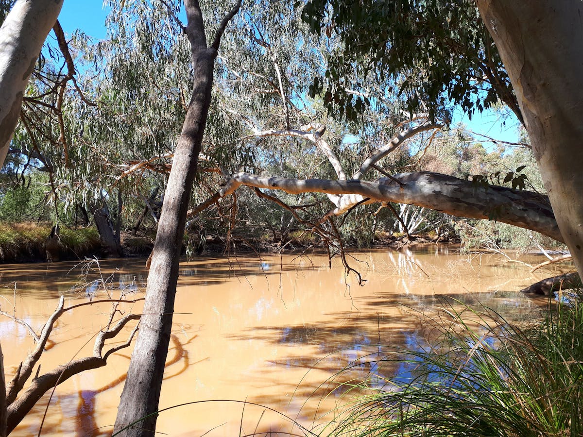 Wallam Creek