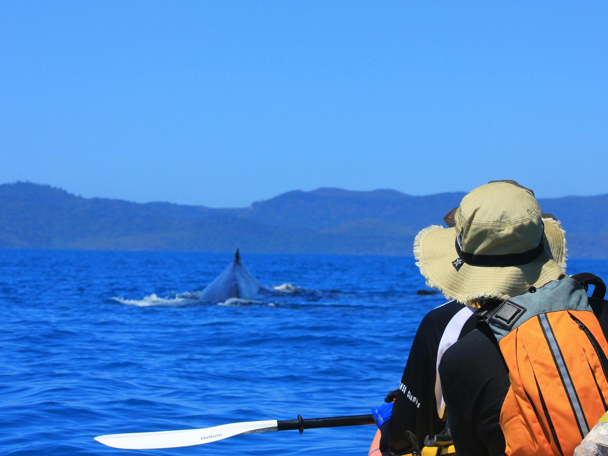 Kayaker spots whale Kayaker spots whale