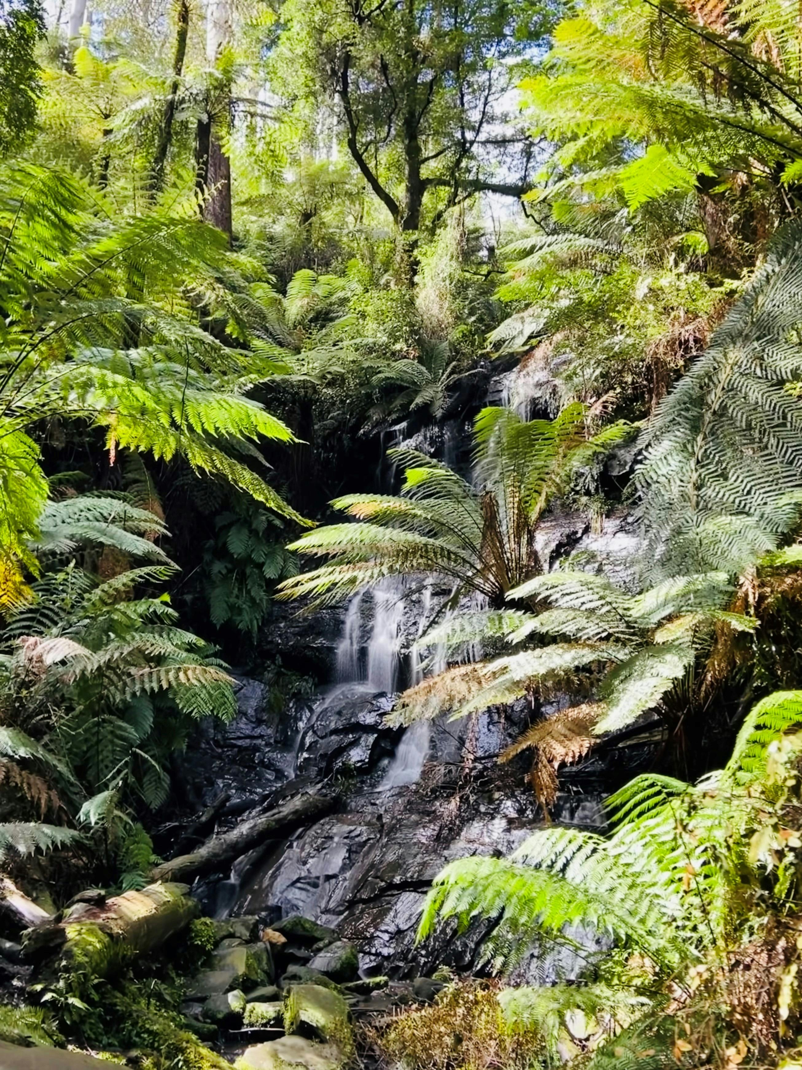 Run Tarra Bulga