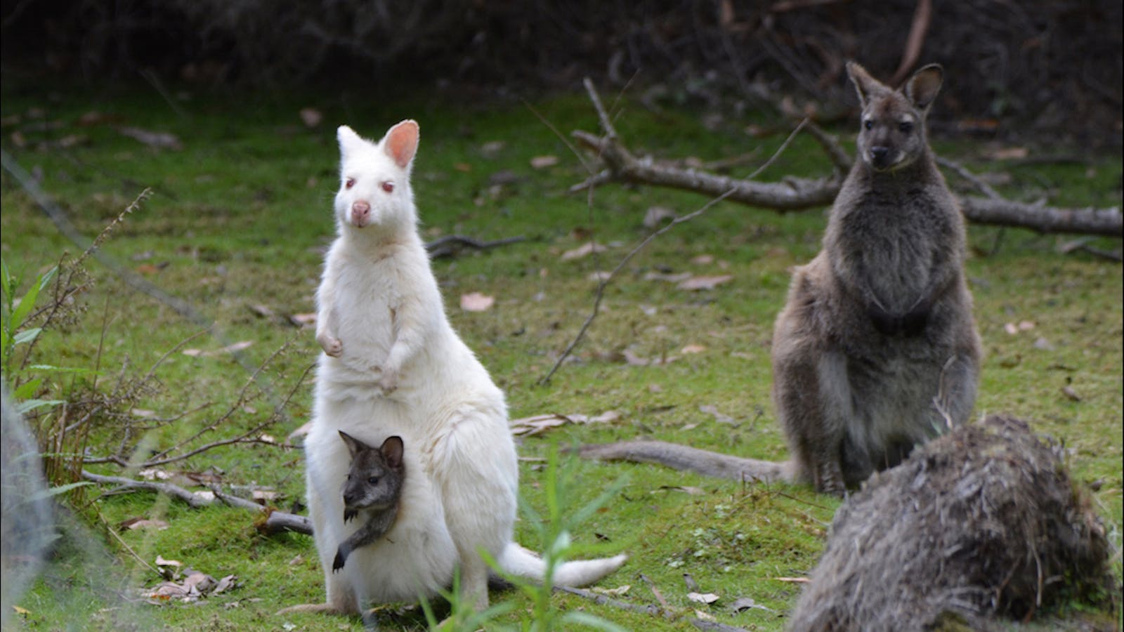 Secret spot of the Albino Wallaby