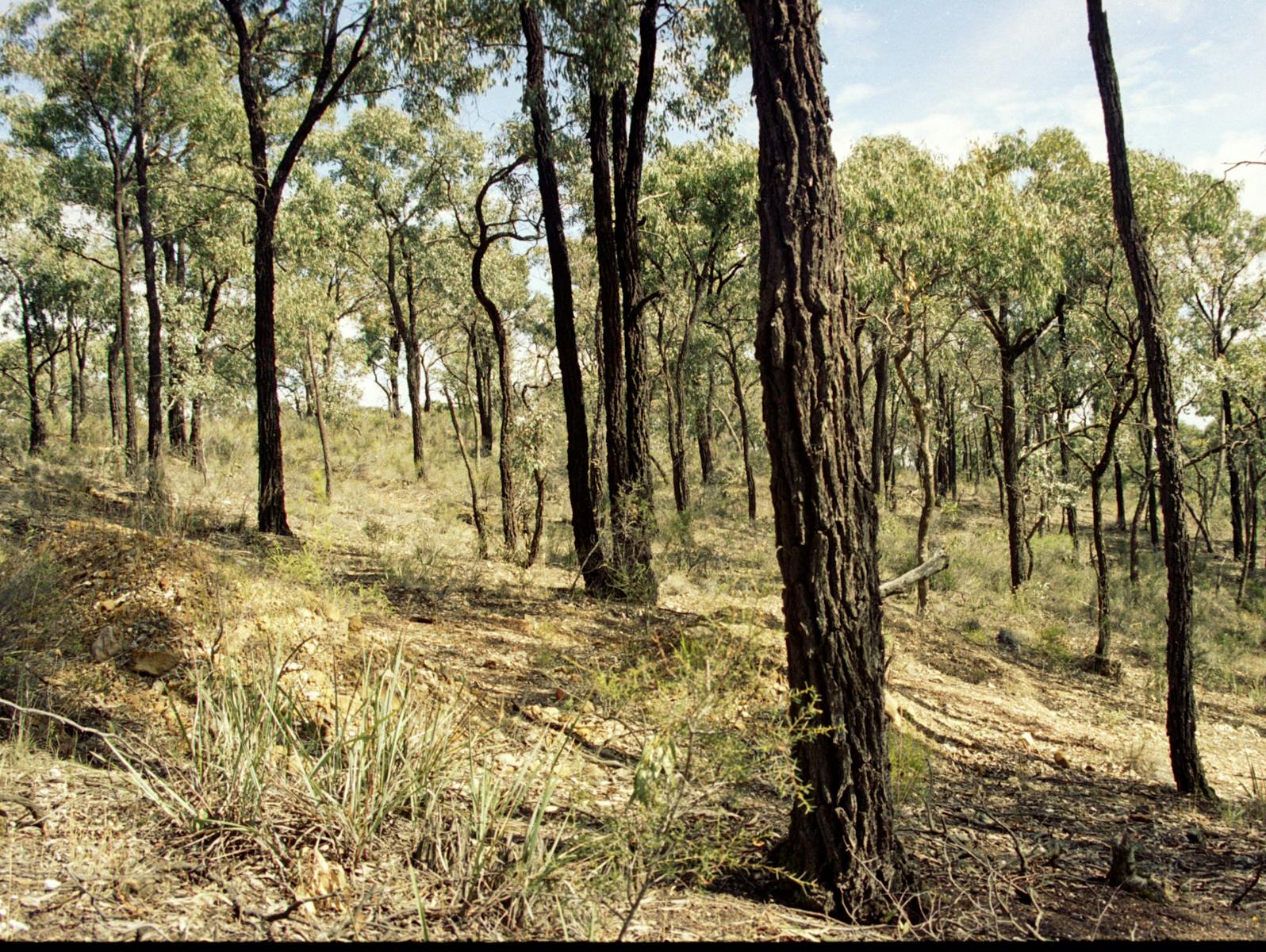 Box-Ironbark forest, BENDIGO - Goldfields