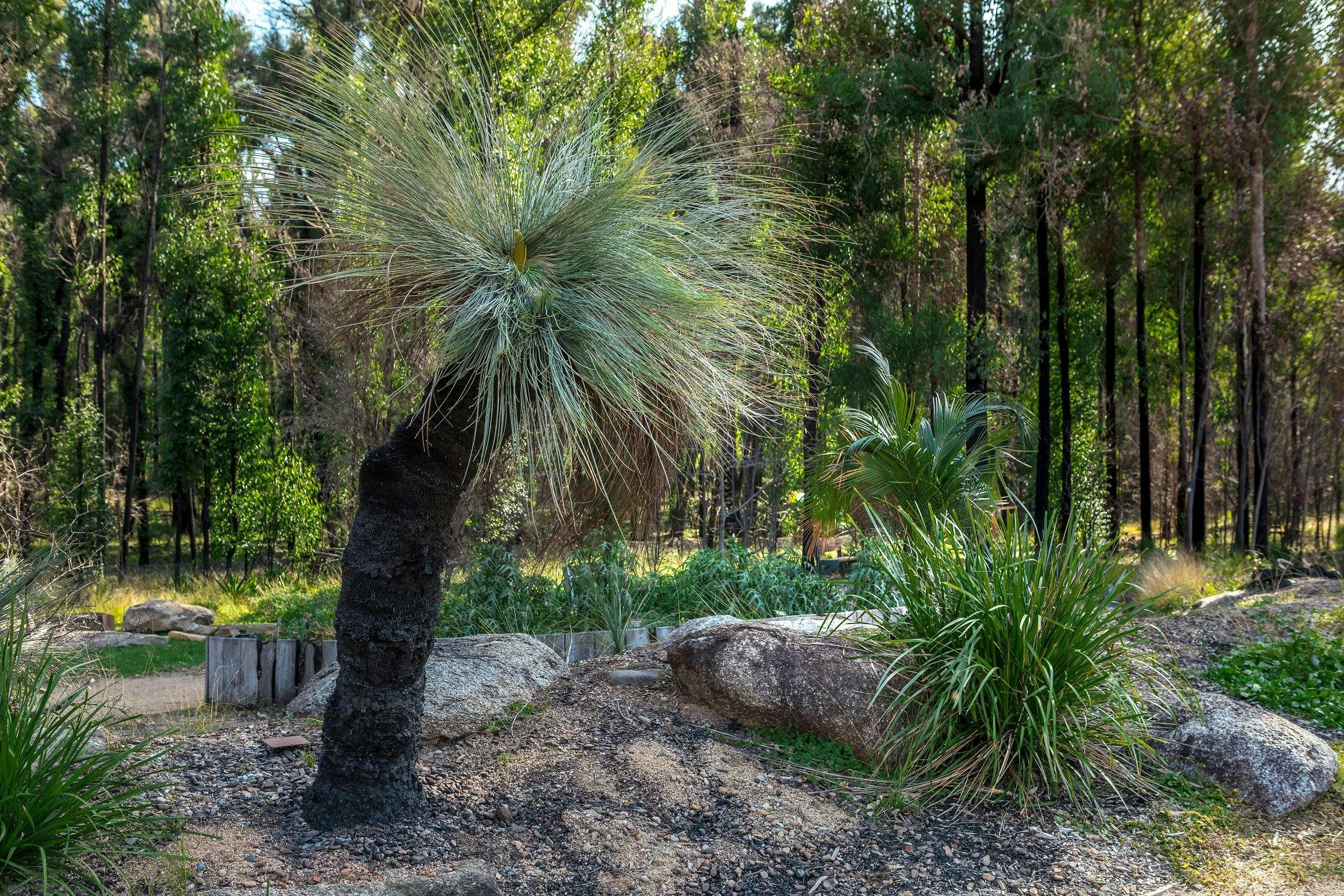 Grass Tree