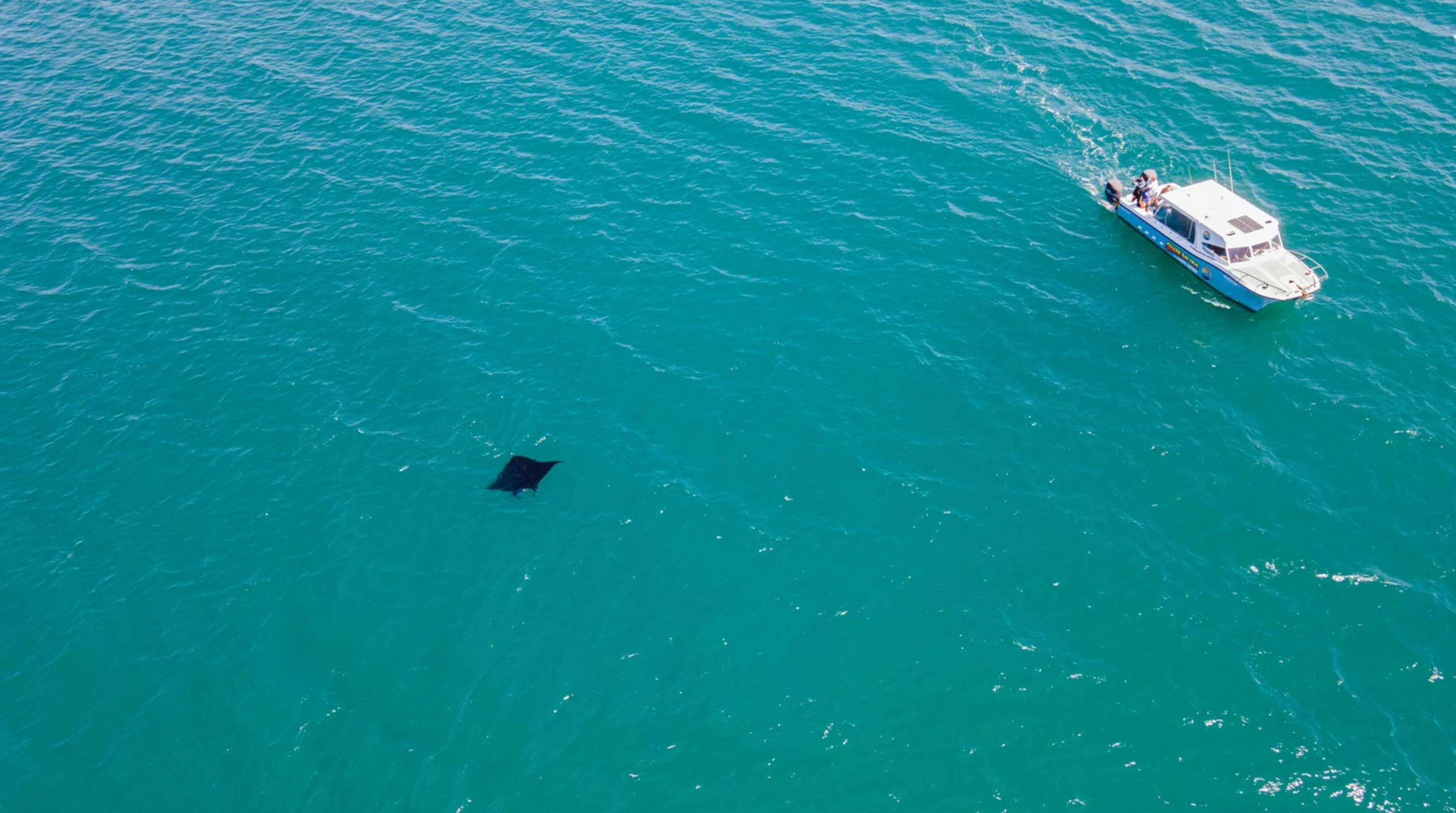 Woomarangee Manta ray