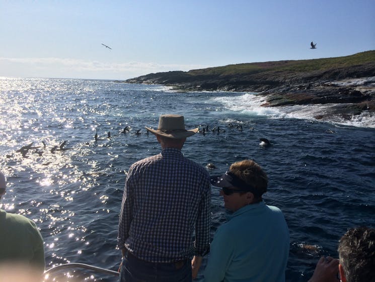 checking out the local playful fur seals from the boat