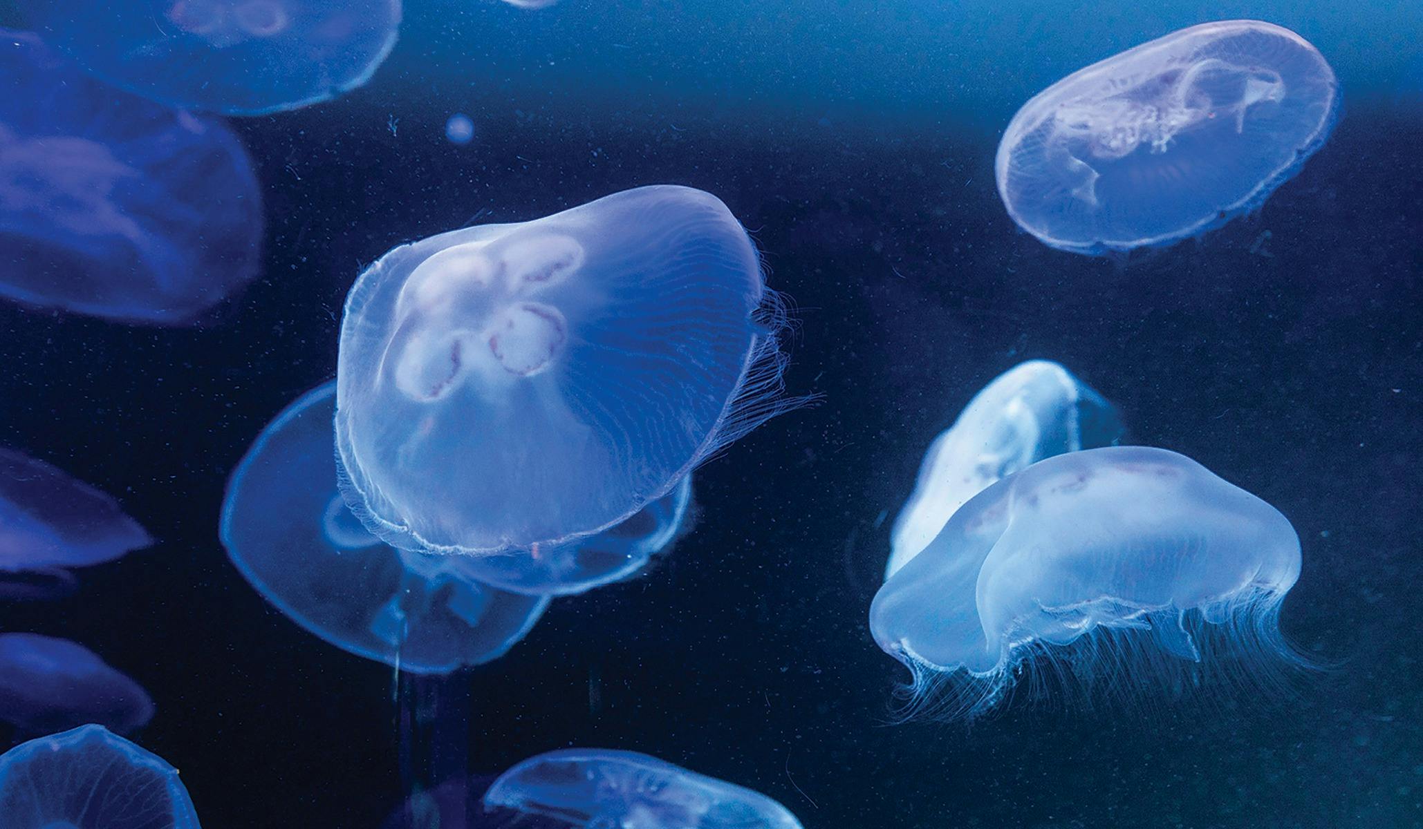 AQWA - The Aquarium of Western Australia