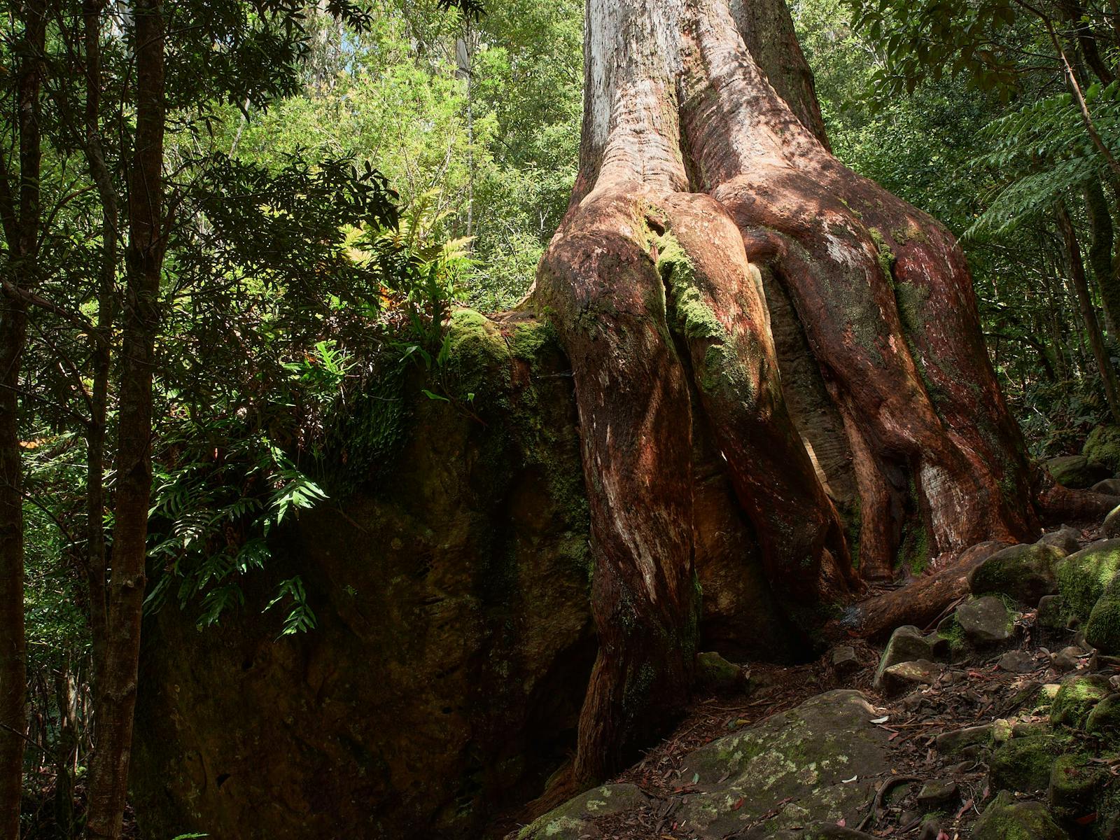 Octopus Tree - a large gum tree with exposed roots wrapped around a boulder