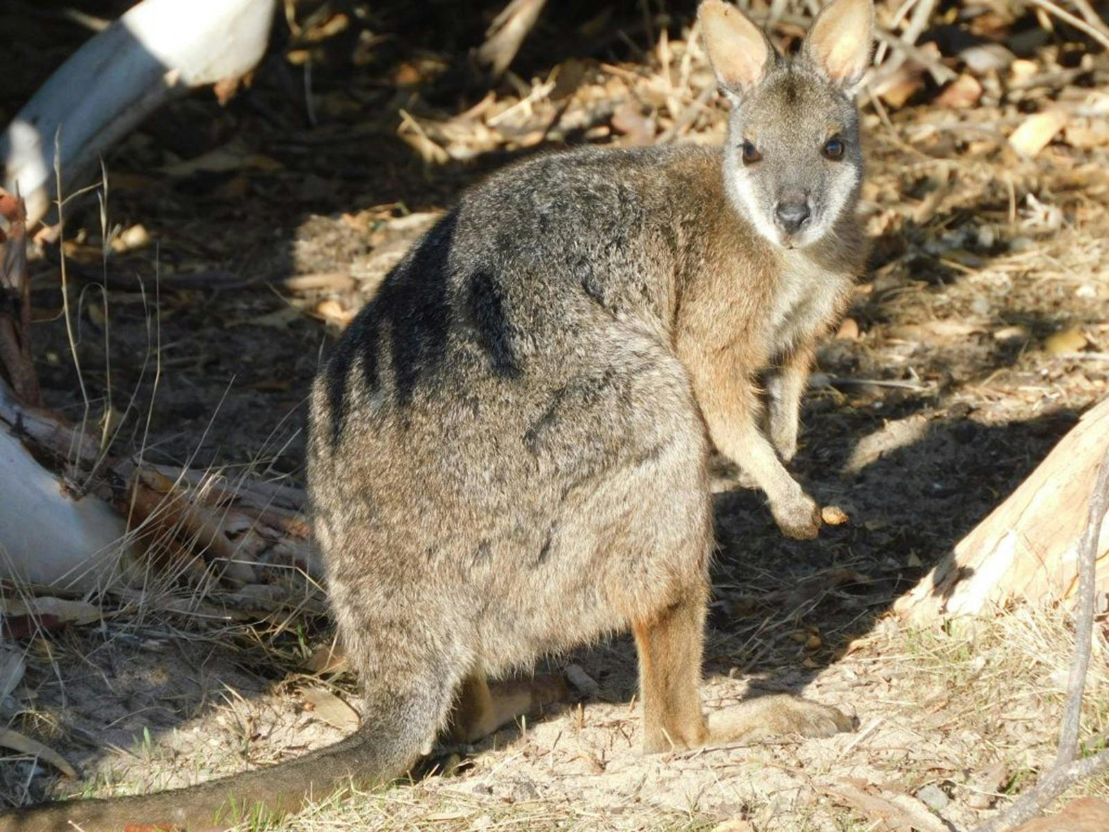 Kangaroo Island Wildlife Discovery