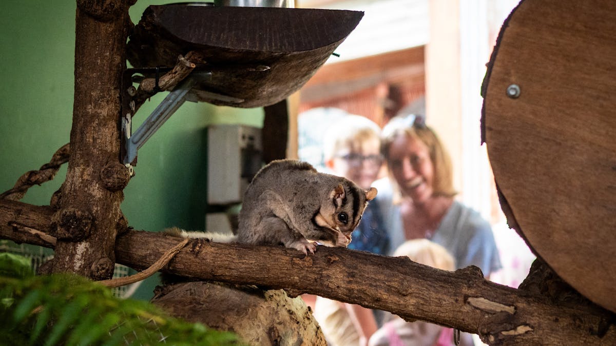 Kuranda Koala Gardens is home to several Glider species.  They  breed Mahogany Gliders.