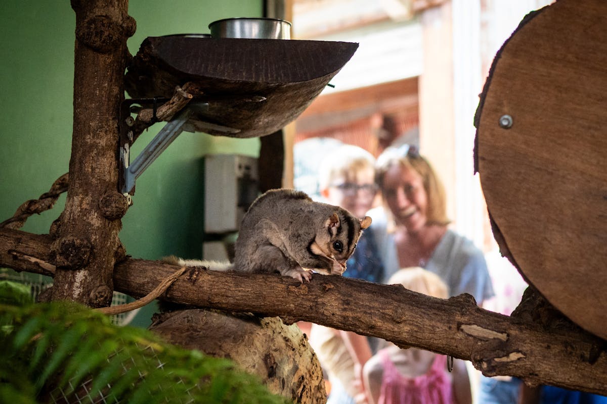 Kuranda Koala Gardens is home to several Glider species. They breed Mahogany Gliders.