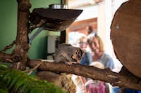 Kuranda Koala Gardens is home to several Glider species. They breed Mahogany Gliders.