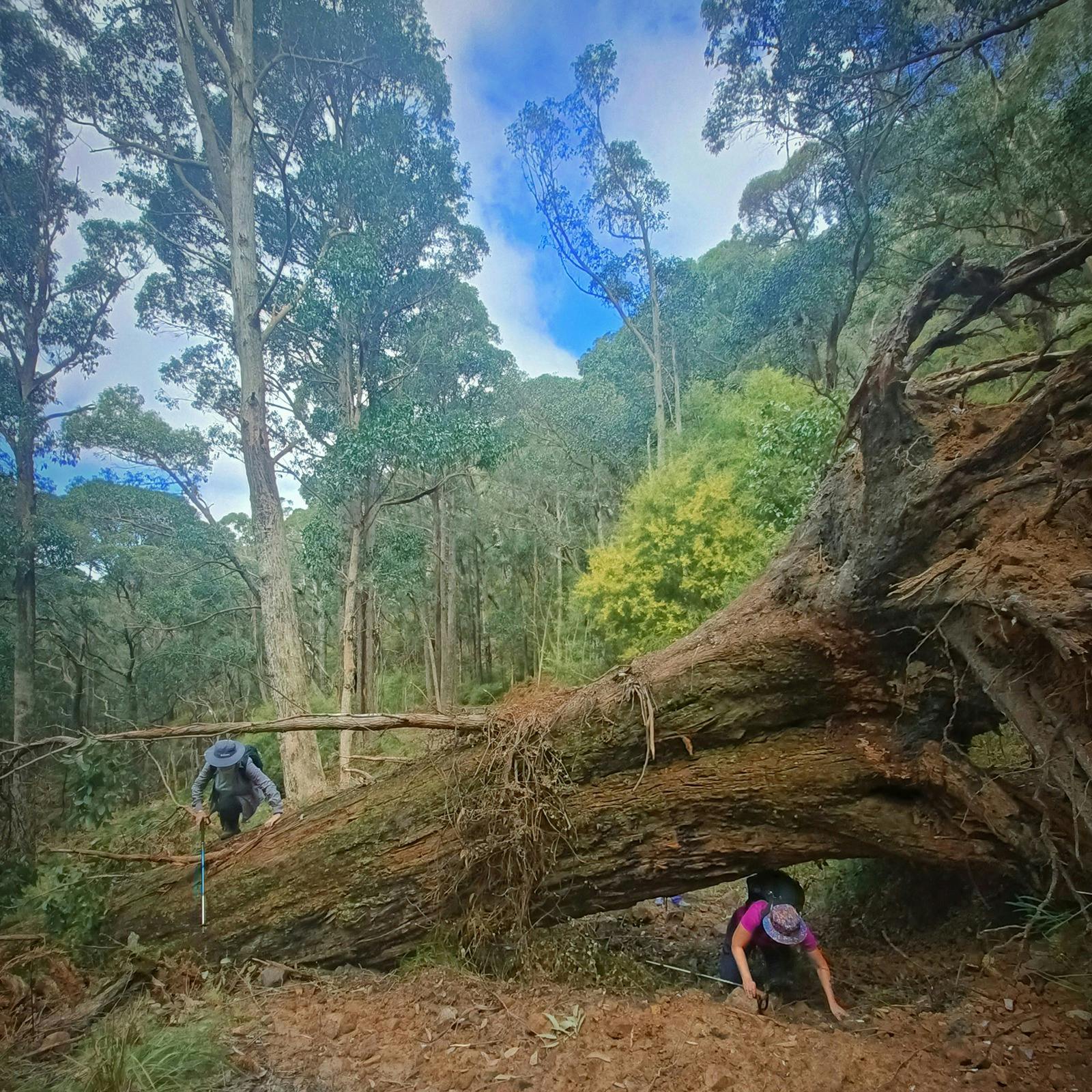 Grampians Peaks Trail