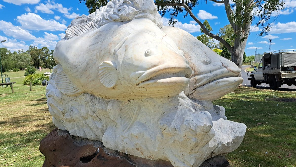 Breeding Pair of Murray Cod by Paul Stumkat