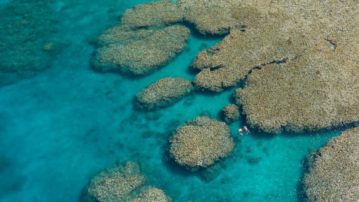 reef