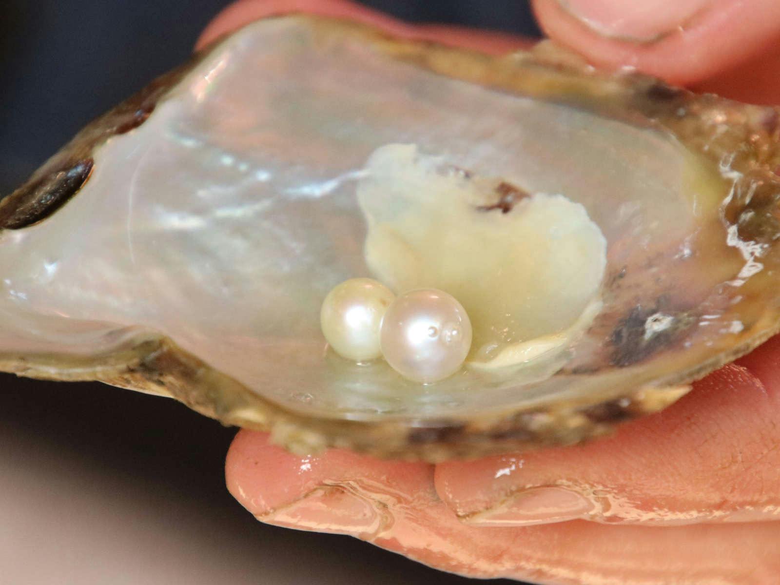 Focus on Pearl Farming – Hawkesbury River