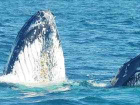 Yamba Whale Watch