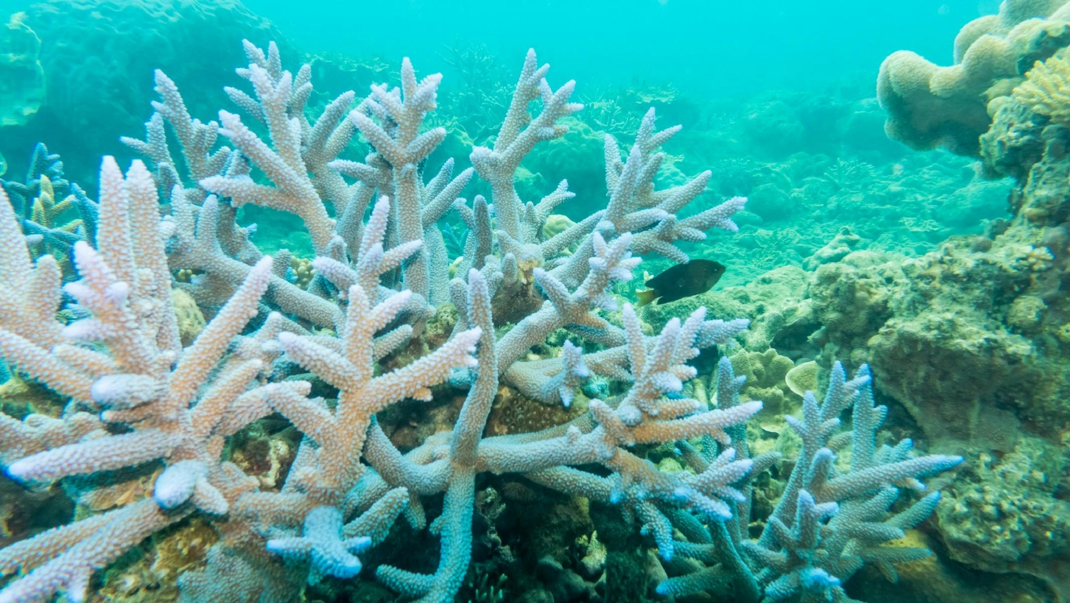 Coral Reef