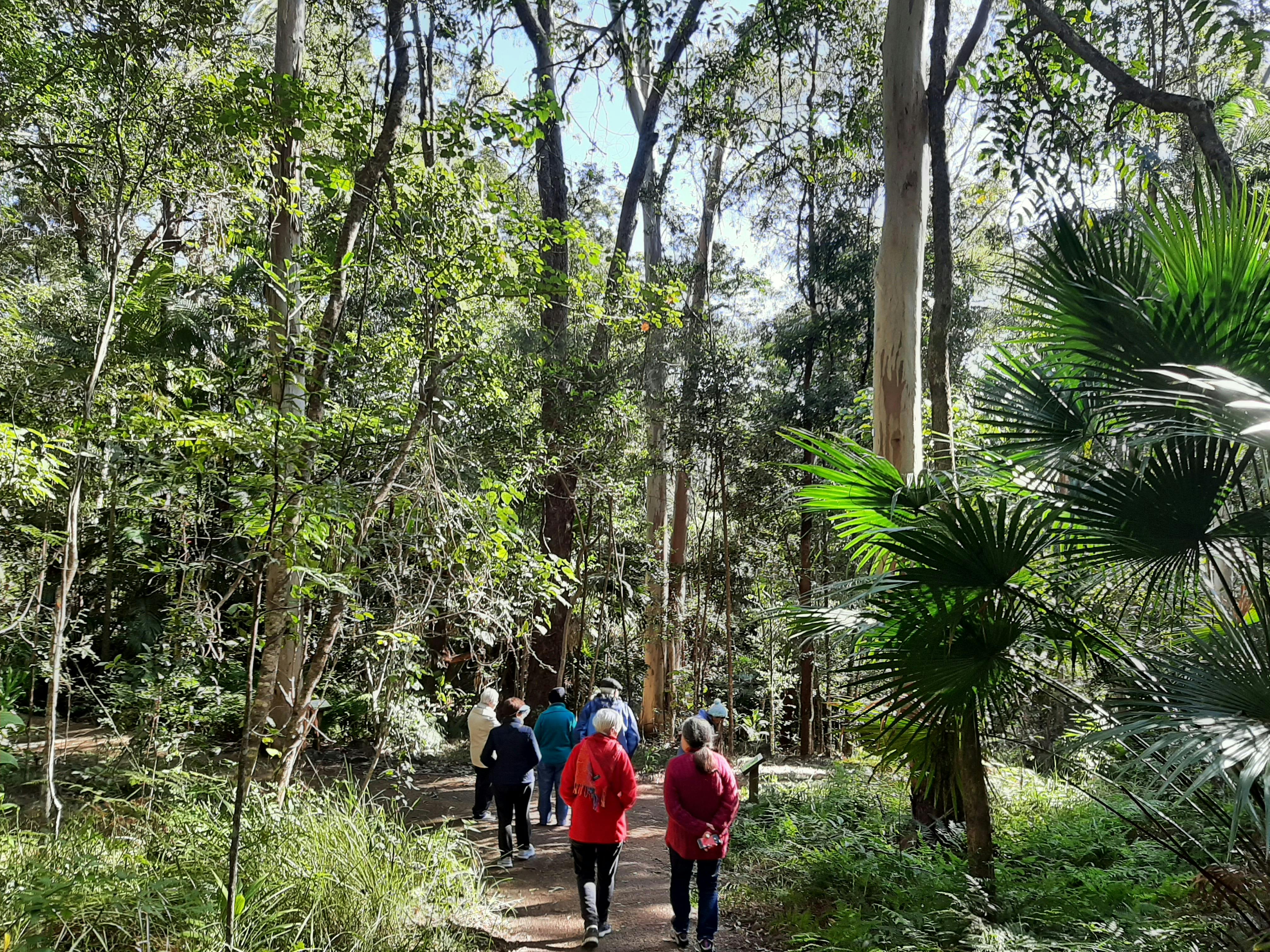 Group forest bathing walk