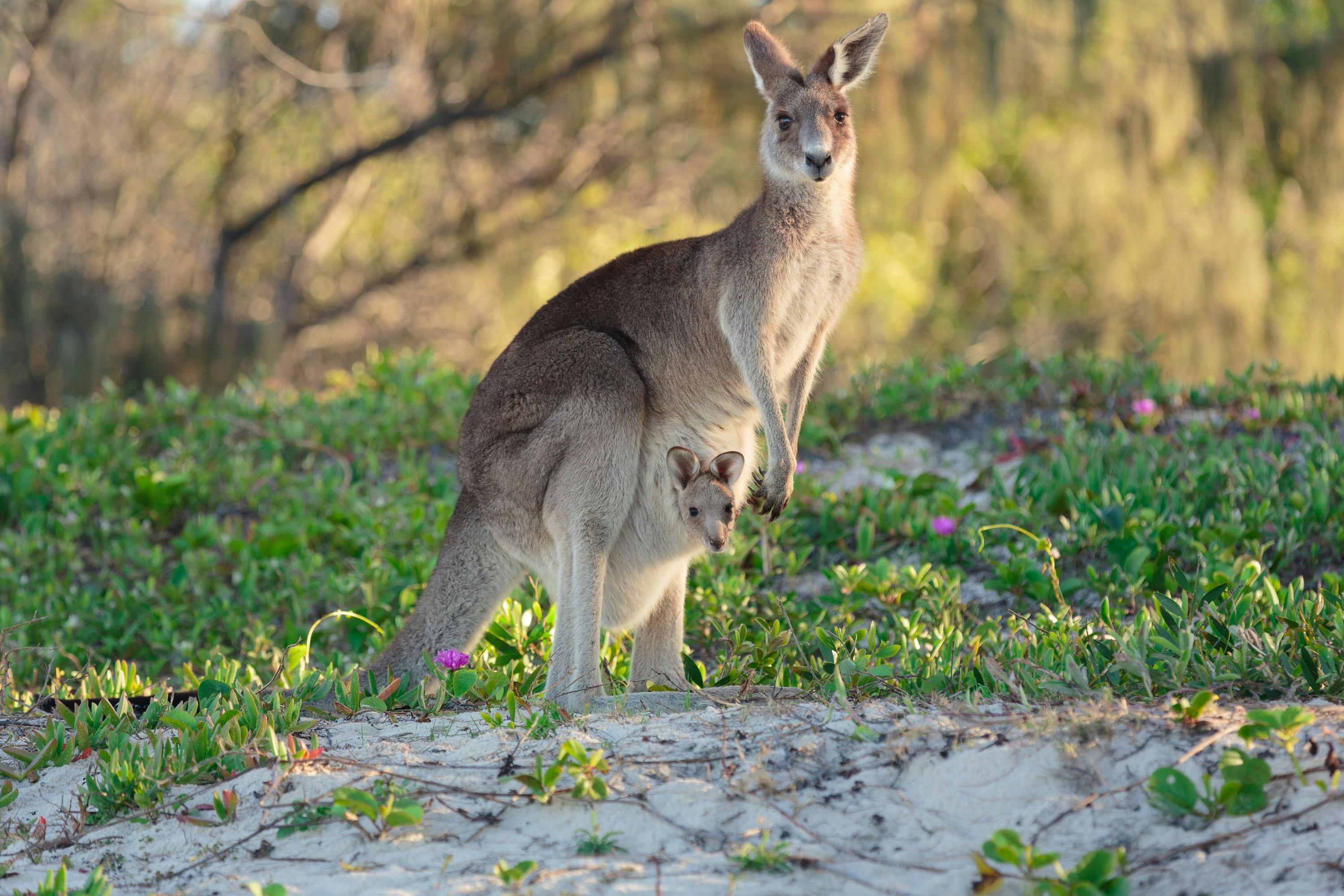 kangaroo and joey on bribie island on caloundra charter co eco cruise