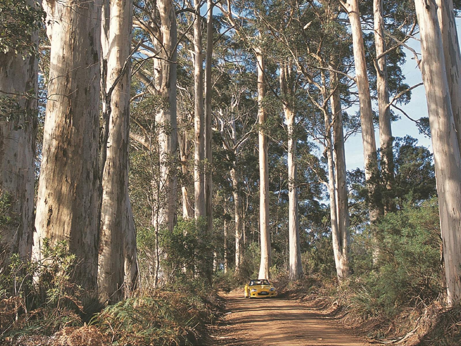 Mount Shadforth Scenic Drive