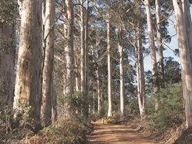 Mount Shadforth Scenic Drive
