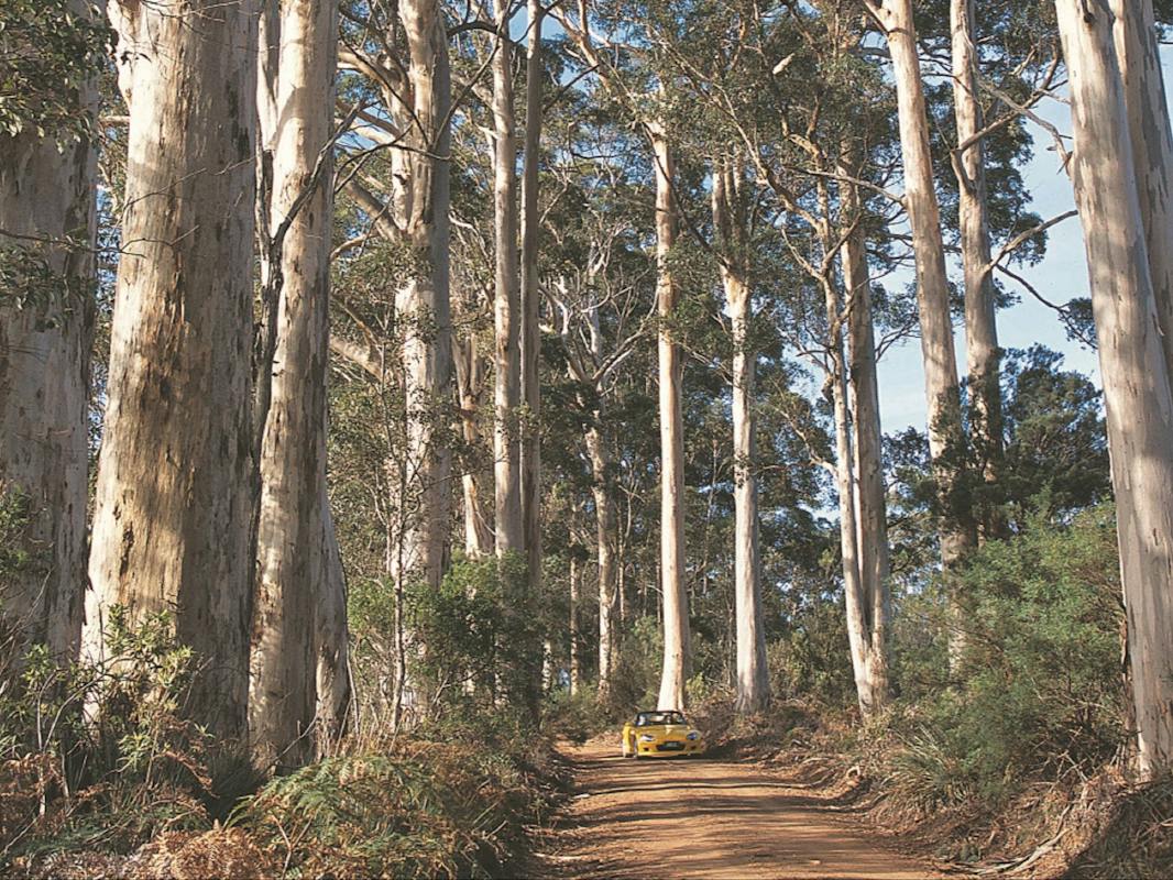 Mount Shadforth Scenic Drive