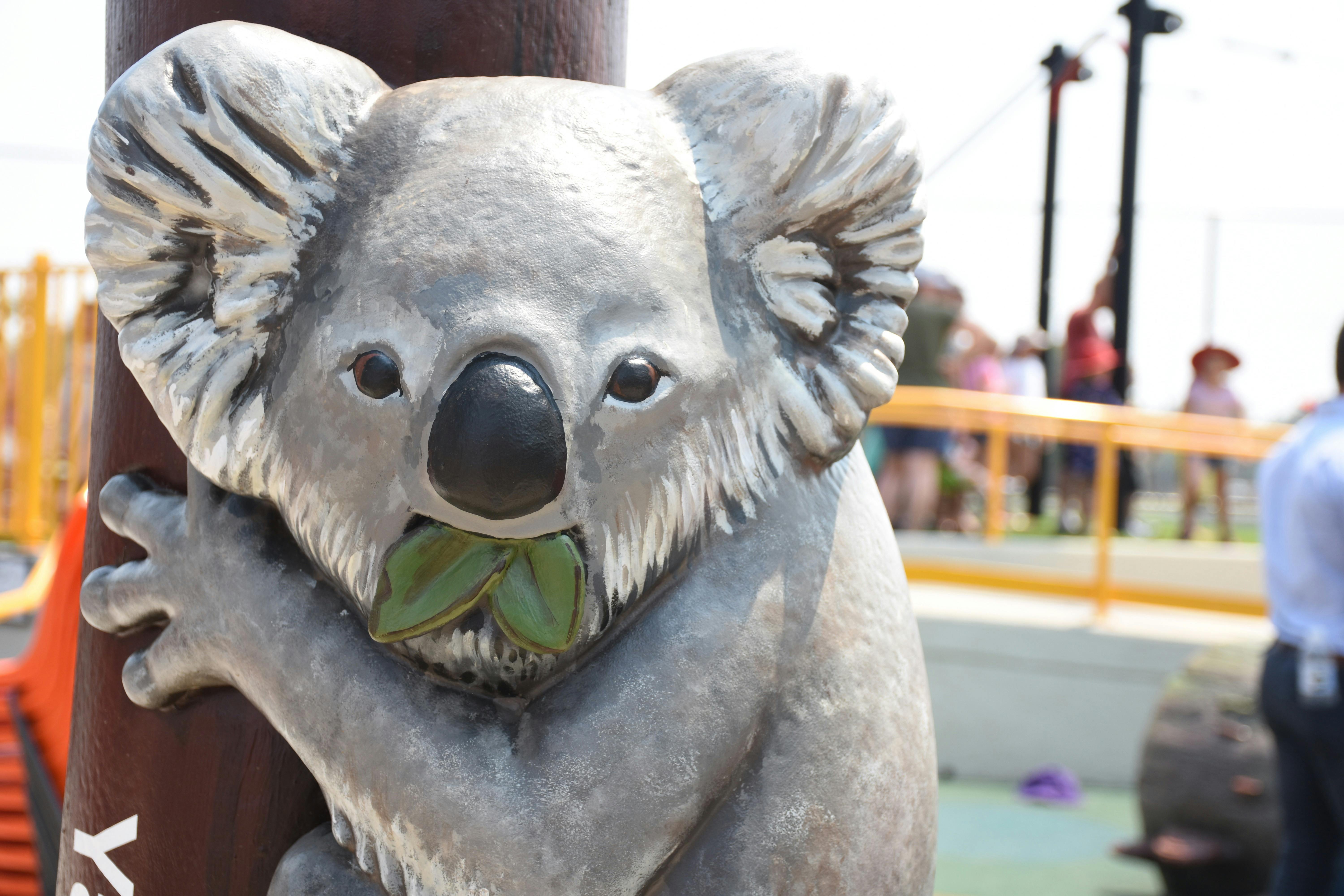 Koala eating gum leave