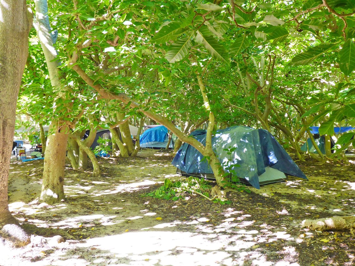 Several tents pitched on a sandy shore under the shade of pisonia trees Several tents pitched on a sandy shore under the shade of pisonia trees