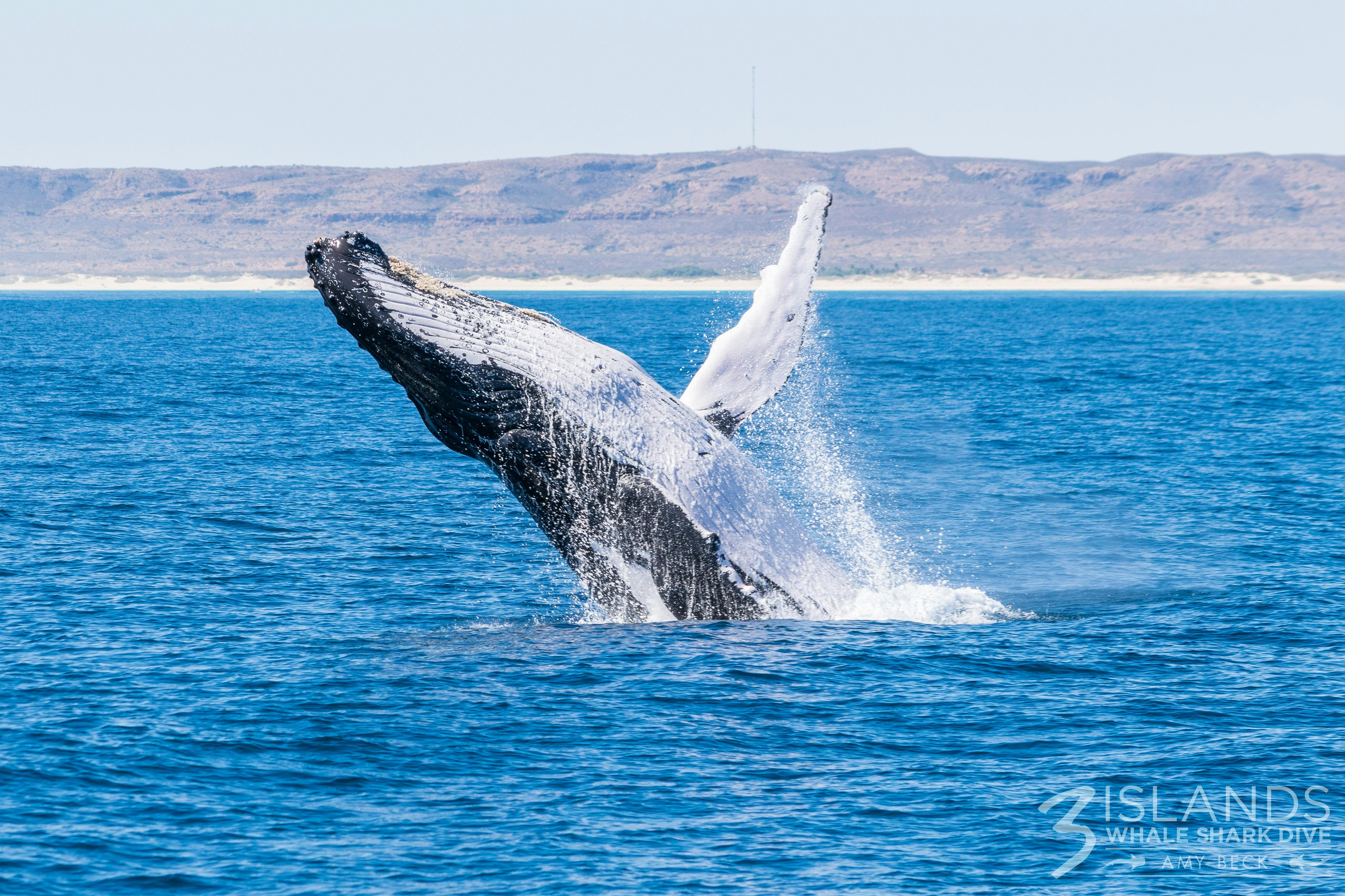 Breaching Whale