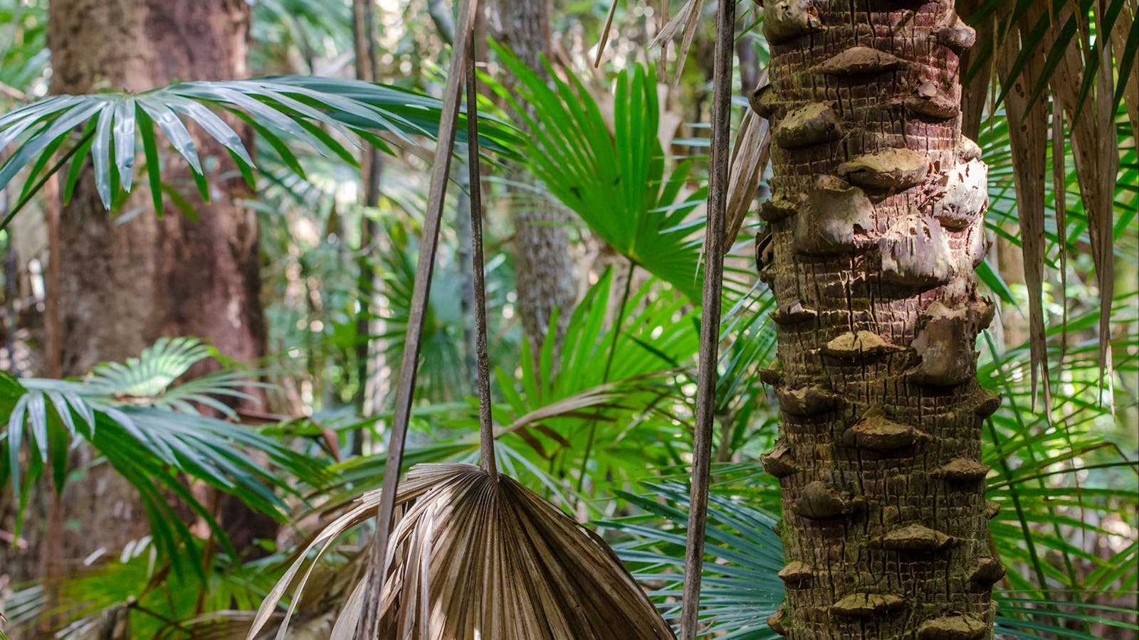 Cabbage Palm Loop Walking Track