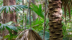 Cabbage Palm Loop Walking Track