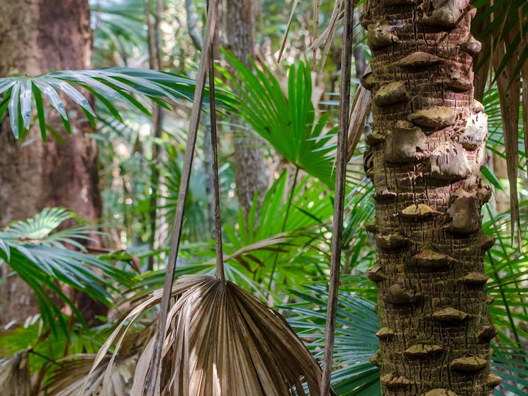 Cabbage Palm loop walking track, Wallingat National Park. Photo: John Spencer