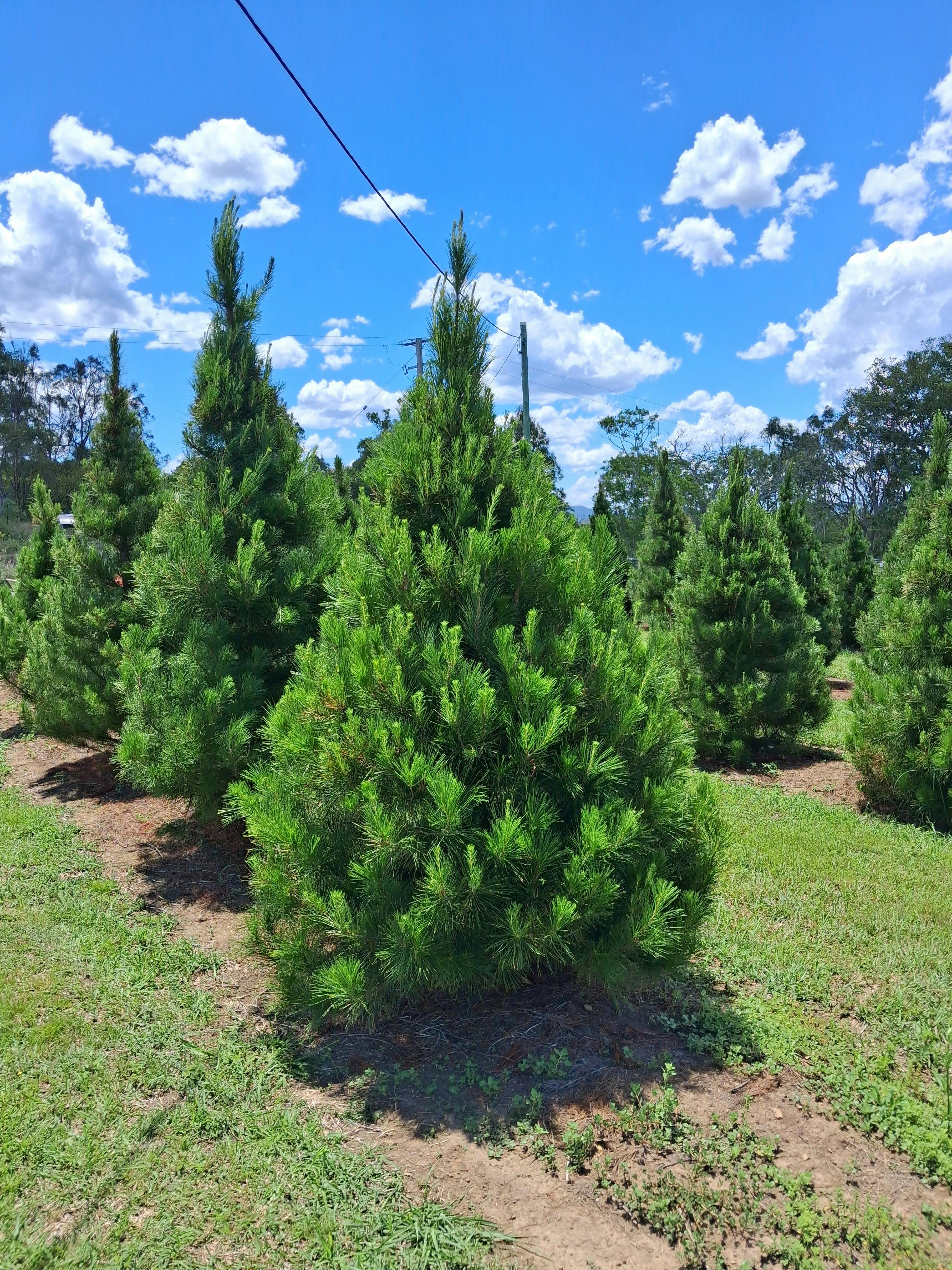 Real christmas trees