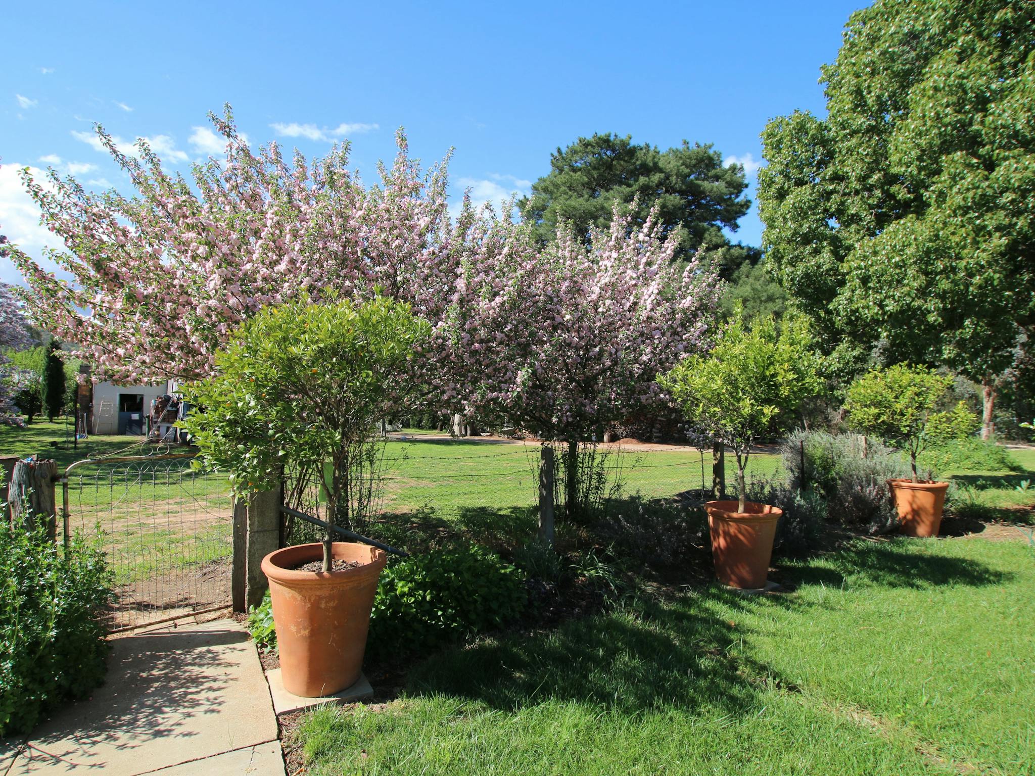 Back garden view