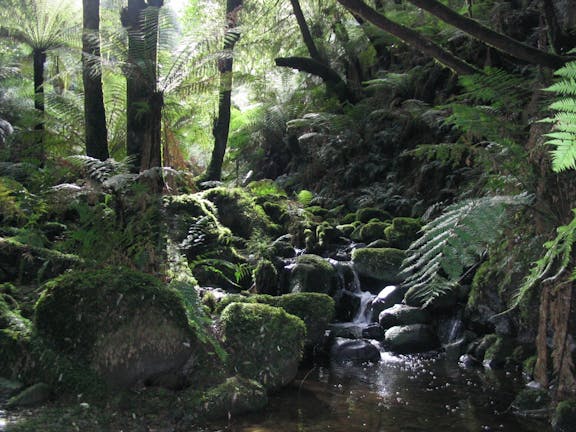 Dandenong Ranges Tourist Track