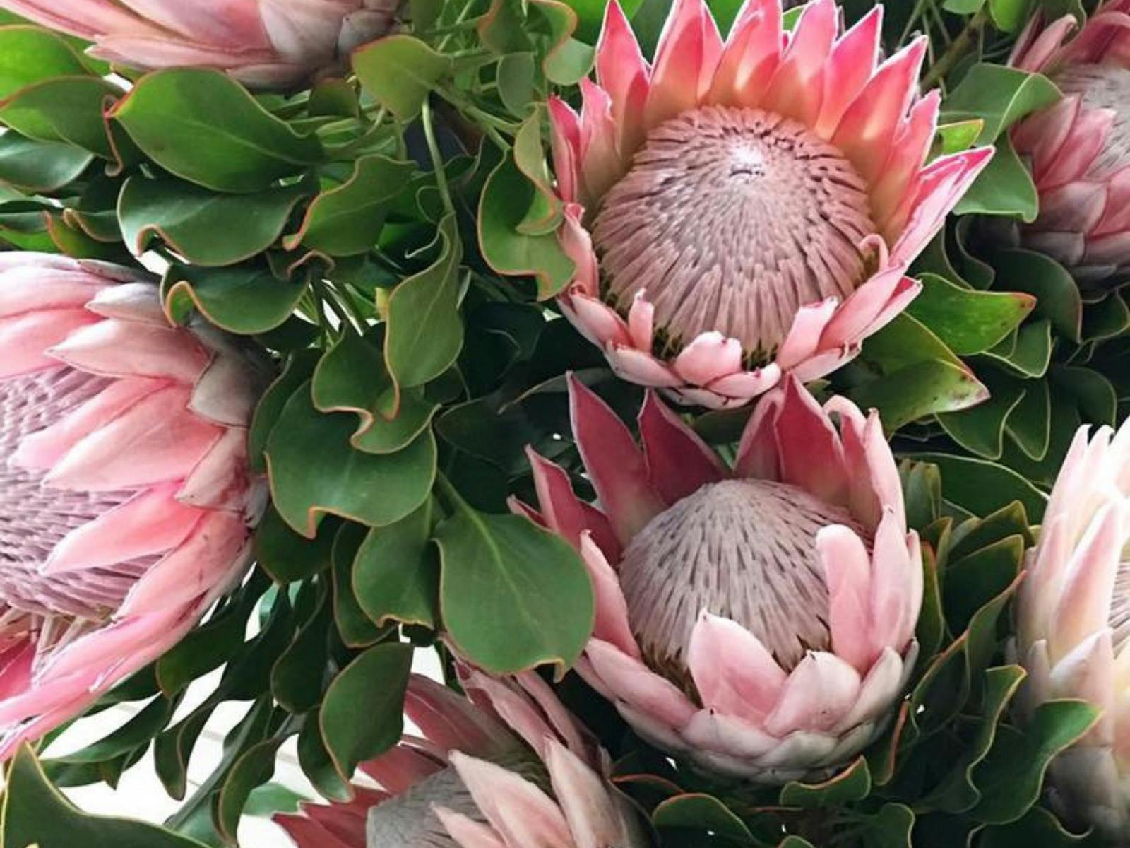 Market proteas