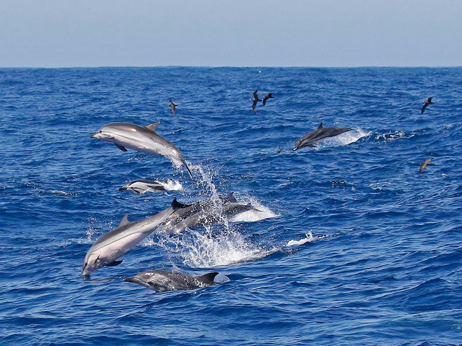 South West Odyssey Killer Whale Expedition 9 Day Tour