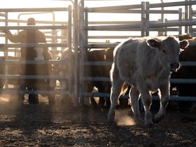 Cattle being drafted in yards