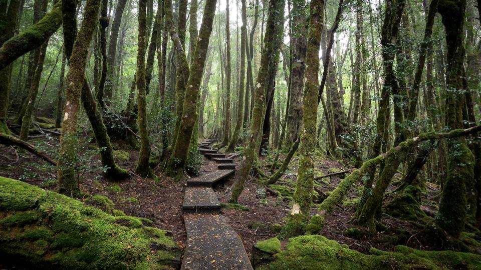 Cradle Mountain - Lake St Clair National Park (Cradle Mountain) photo