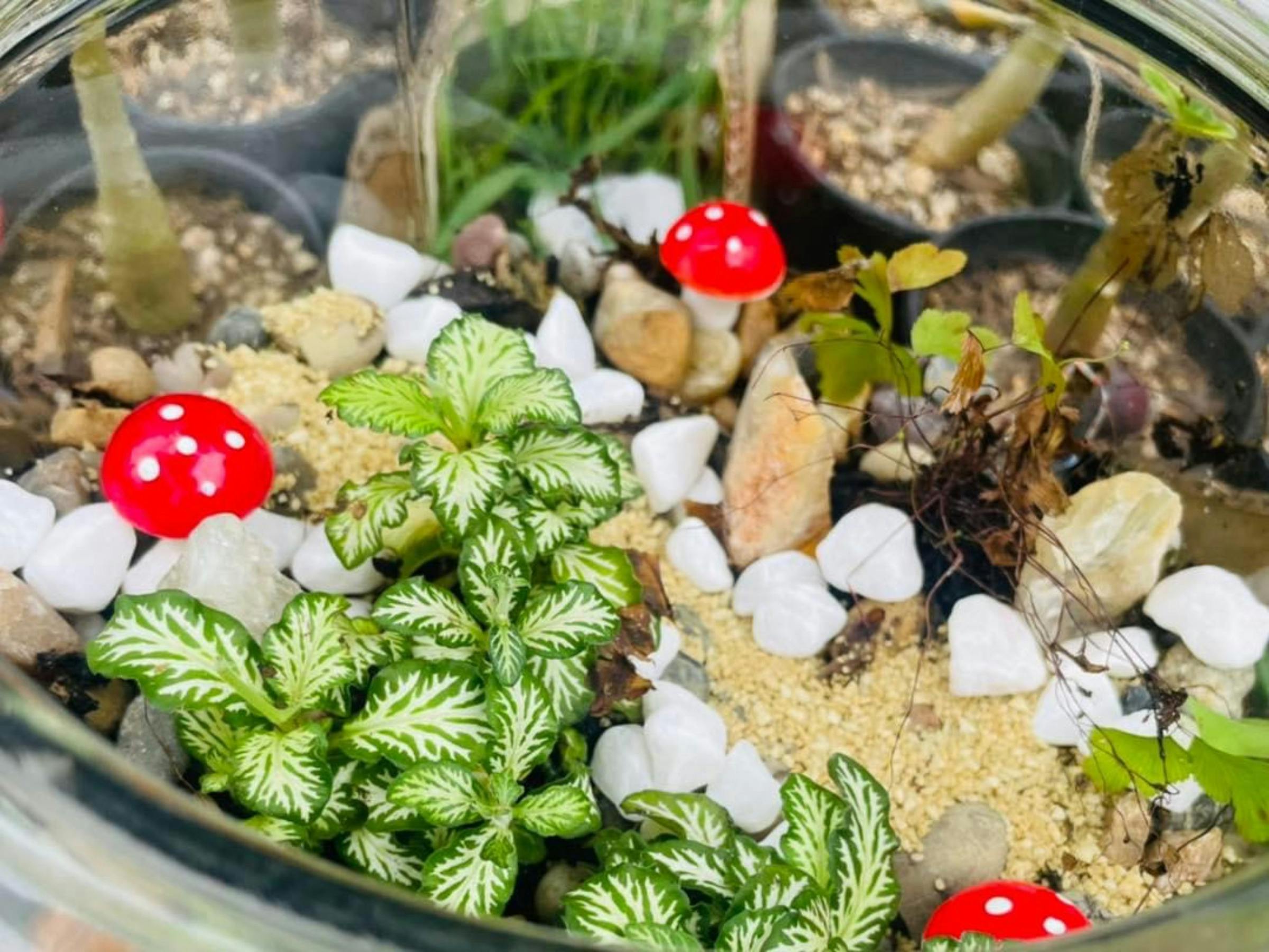 Learn to create your own terrarium Mount Tamborine Sip 'n' Dip